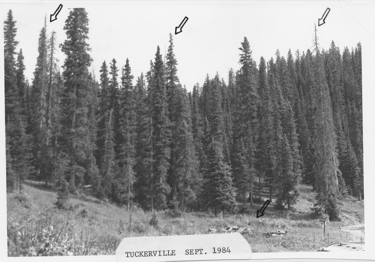 Black-and-white September 1984 Forest Service repeat photograph of the same Tuckerville site — the buildings gone and dense spruce-fir forest grown back, survey arrows marking the same trees